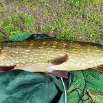 Nad Jeziorem Gizyno - Cisza I Natura Piotiwo D1