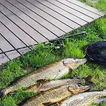 Nad Jeziorem Gizyno - Cisza I Natura Piotiwo D1